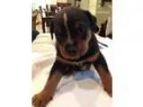 Adopt Lego a Cattle Dog