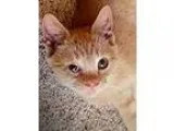 Adopt Barry Allen a Orange or Red Tabby Domestic Shorthair (shor