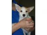 Adopt Annie a Shepherd Hound
