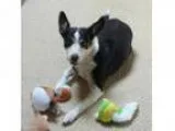 Adopt Maggie a Rat Terrier Mixed dog in Kansas City MO (