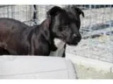 Adopt Mars a Boxer