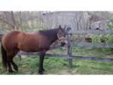 Quarter Horse Mare for Sale