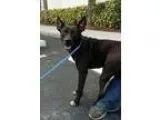 Adopt Jake a Terrier