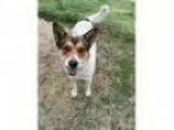 Adopt Eddie a Cattle Dog Shepherd
