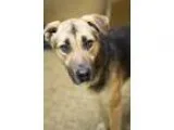 Adopt Dixon a German Shepherd Dog