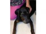 Adopt Bob a Doberman Pinscher Boston Terrier
