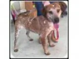 Adopt Wilson a Australian Cattle Dog (Blue Heeler)