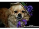 Adopt Lavender a Pekingese Shih Tzu