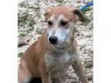 Adopt Lacey - smart loving a German Shepherd Dog Labrador Retrie
