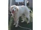 Adopt Brooke a White - with Tan Yellow or Fawn Great Pyrenees  H