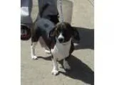 Adopt Bindi a Dachshund