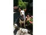 Adopt Lula a Retriever Australian Cattle Dog (Blue Heeler)