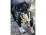 Adopt Mini Rose a Lhasa Apso  Mixed dog in Oakland CA (15375120)