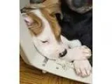 Adopt Renee a Shepherd Cattle Dog