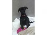 Adopt Tina a Labrador Retriever  Mixed dog in Oakland CA (154282