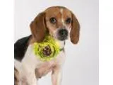 Lucy - Female American Mix
