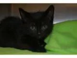 Adopt Peter a All Black Domestic Shorthair (short coat) cat in B