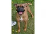 Adopt Zoey a RedGoldenOrangeCh estnut Boxer  Mixed dog in Michig
