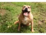 Adopt Clarice Foster a Pit Bull Terrier Boxer