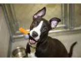 Adopt Paris a Pit Bull Terrier