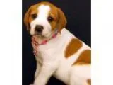 Adopt Wendy Darling a White - with Tan Yellow or Fawn Hound (Unk