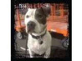 Adopt Raider a Pit Bull Terrier
