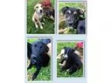 Adopt German ShepherdLabrador Retriever Puppies (Sherburne