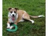 Adopt Barney a Collie Australian Cattle Dog (Blue Heeler)