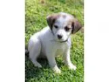 Adopt Brando a White - with Tan Yellow or Fawn Labrador Retrieve