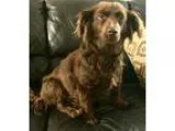 Adopt Cocoa a RedGoldenOrangeCh estnut Dachshund  Mixed dog in B