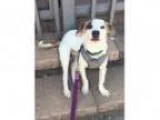 Adopt Wayne a Jack Russell Terrier