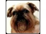 Adopt Tinzo - ADOPTION PENDING a Brussels Griffon