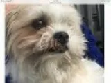 Adopt Teddy a Shih Tzu