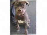 Adopt Pearl a German Shepherd Dog Cattle Dog