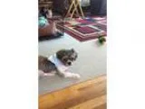 Adopt Tiffany a Shih Tzu