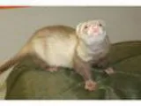 Adopt Burrito a Ferret