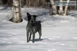 Australian Cattle Dog Pups