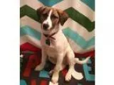 Adopt Norman a Beagle Jack Russell Terrier
