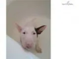 AKC Bull Terrier Puppy