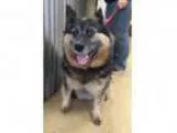 Adopt Gretta a Cattle Dog