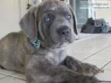 Beautiful Blue Cane Corso Italian Mastiff Puppies