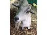 Adopt Pyro a Goat