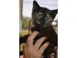 Adopt Nami a Tortoiseshell Domestic Shorthair (short coat) cat i
