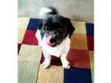 Adopt Scruffy a White - with Black Shih Tzu  Mixed dog in Seattl
