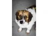 Adopt Lizzie a Beagle Spaniel