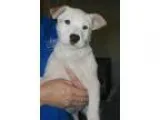 Adopt Teddy a BrownChocolate - with Black Shiba Inu  Mixed dog i