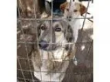 Adopt Gwen a Collie German Shepherd Dog