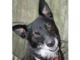 Helga Fostered (Jamie O) - Female Domestic Shorthair Mix