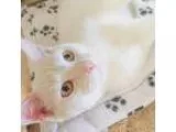 Adopt NOAH a Domestic Shorthair  Mixed cat in Wintersville OH (1