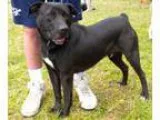 Adopt Bob de Builder a Labrador Retriever Boxer